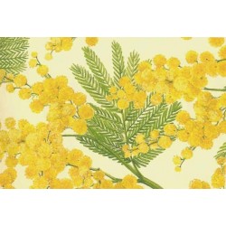Grafiche Tassotti Decorative Paper - Mimosa - 70cm x 100cm