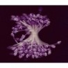 Artificial Flower Stamens - Dark Magenta - 2024