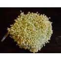 Artificial Flower Stamens Bulk - Pale Green - 2021